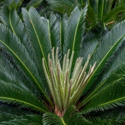 Cycas Revoluta 20 Cycas Revoluta -The Palm Centre Store CRE 1 3