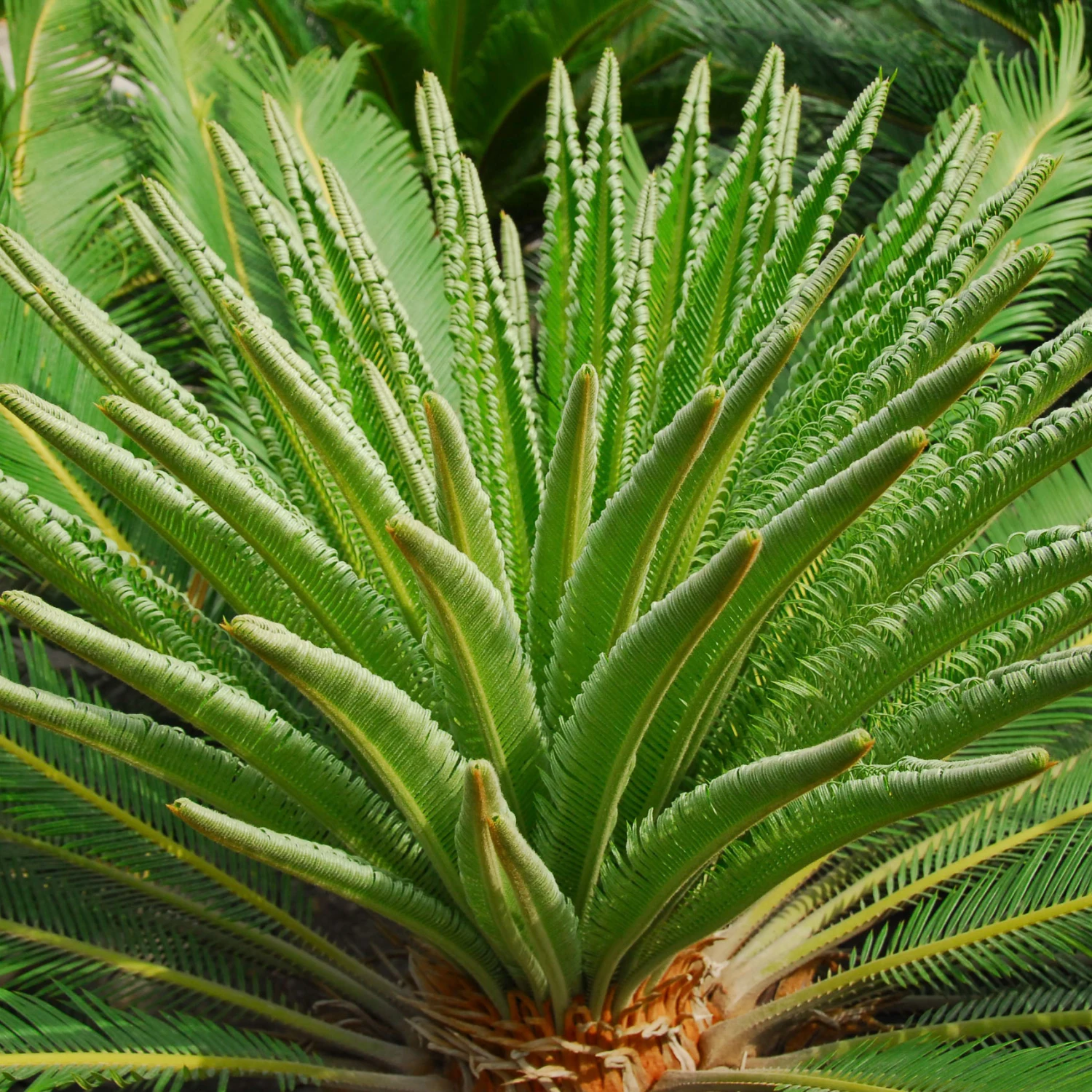 Cycas Revoluta 9 Cycas Revoluta - Image 9