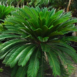 Cycas Revoluta 18 Cycas Revoluta -The Palm Centre Store CRE 2