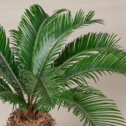 Cycas Revoluta 22 Cycas Revoluta -The Palm Centre Store CRE 20 1 scaled 1