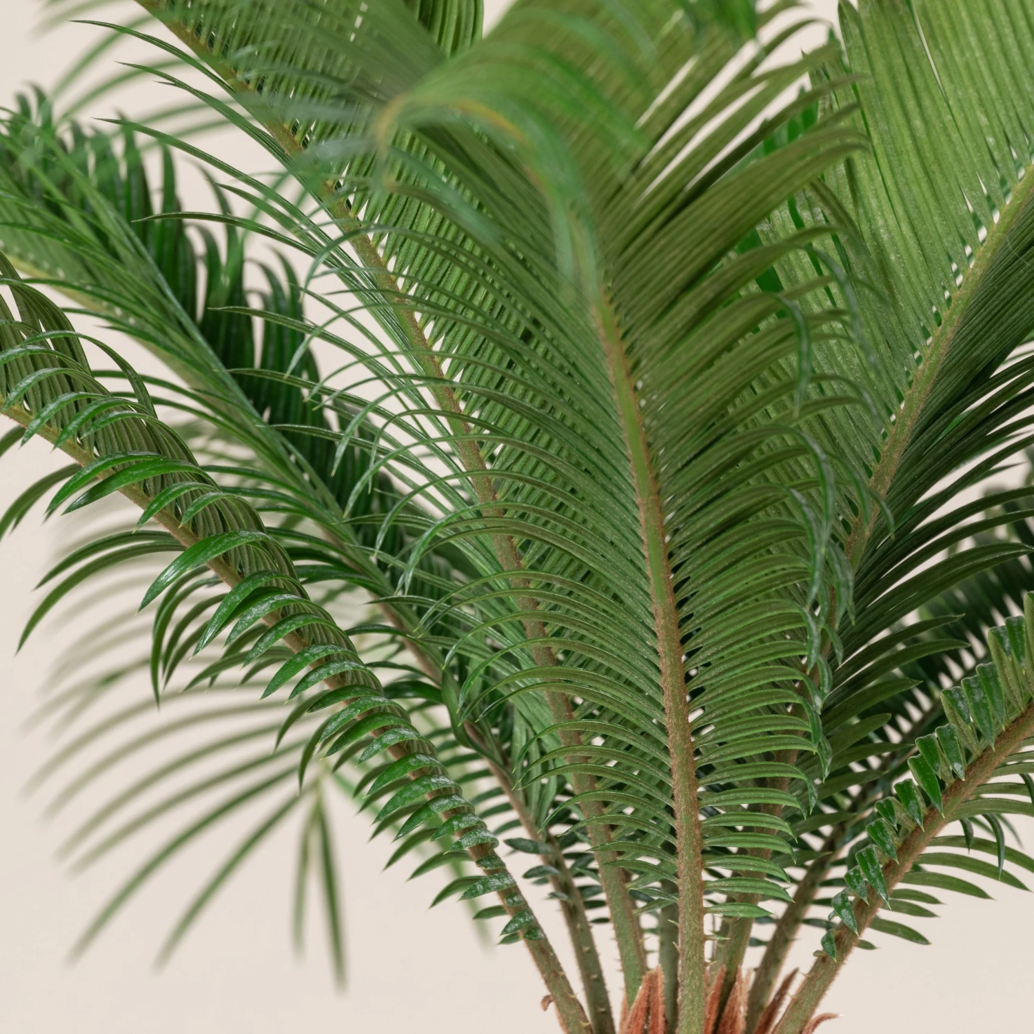 Cycas Revoluta 2 Cycas Revoluta - Image 2