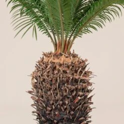 Cycas Revoluta 19 Cycas Revoluta -The Palm Centre Store CRE 20 3 scaled 1