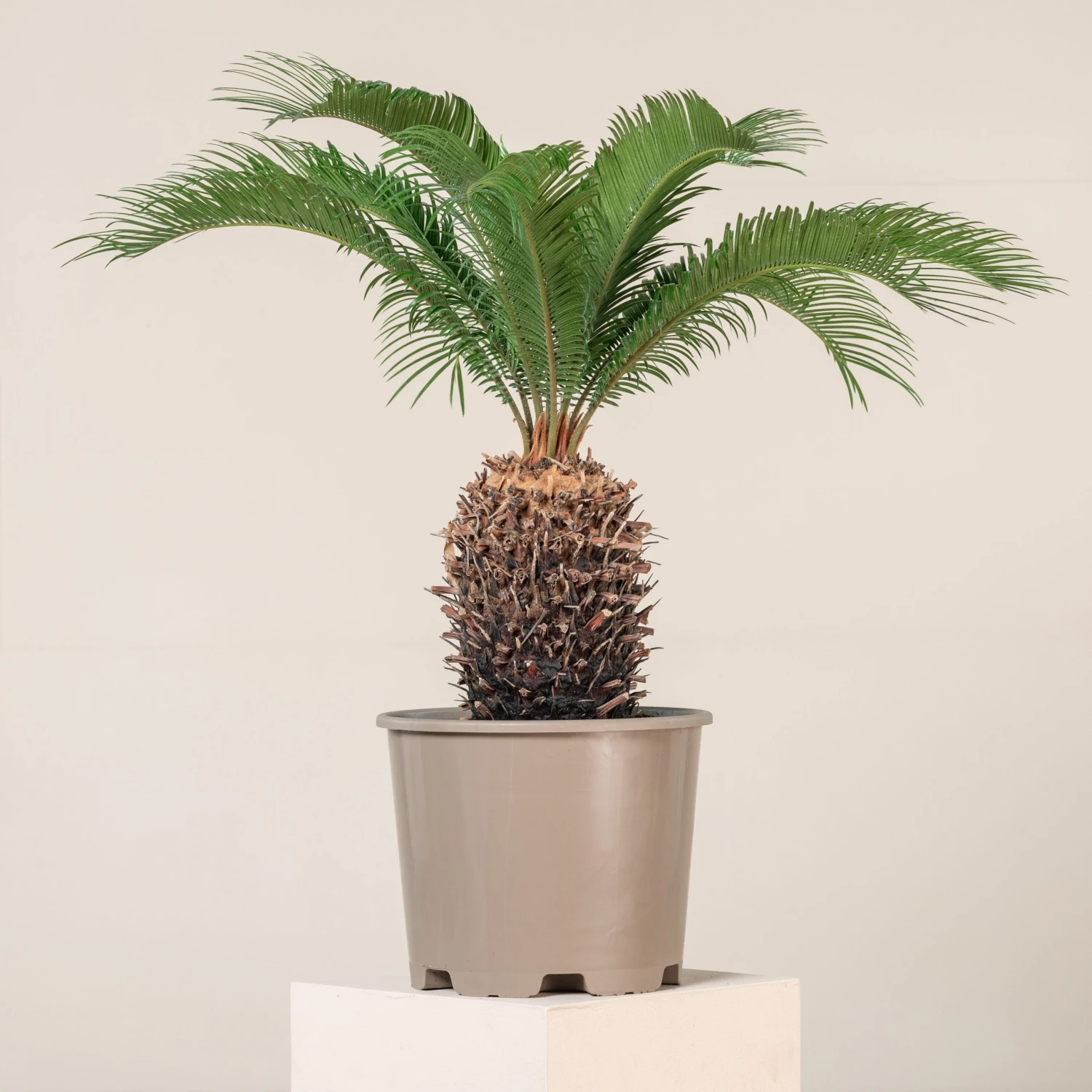 Cycas Revoluta 1 Cycas Revoluta