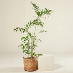 Chamaedorea Seifrizii