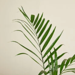 Chamaedorea Seifrizii 8 Chamaedorea Seifrizii -The Palm Centre Store CSE 6138b97e9a1d5