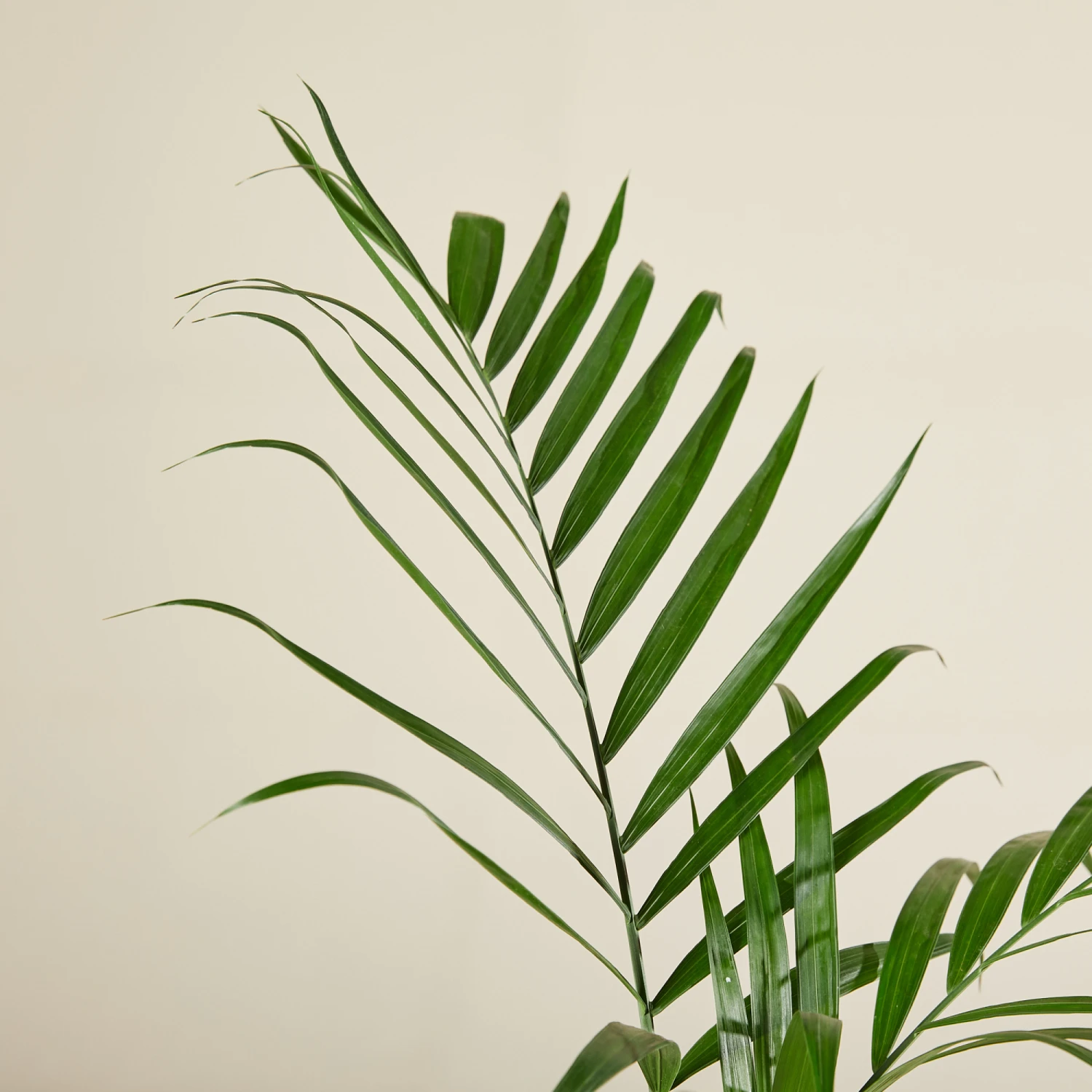 Chamaedorea Seifrizii 3 Chamaedorea Seifrizii - Image 3