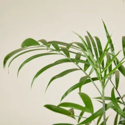 Chamaedorea Seifrizii 9 Chamaedorea Seifrizii -The Palm Centre Store CSE 6138b980b6f13