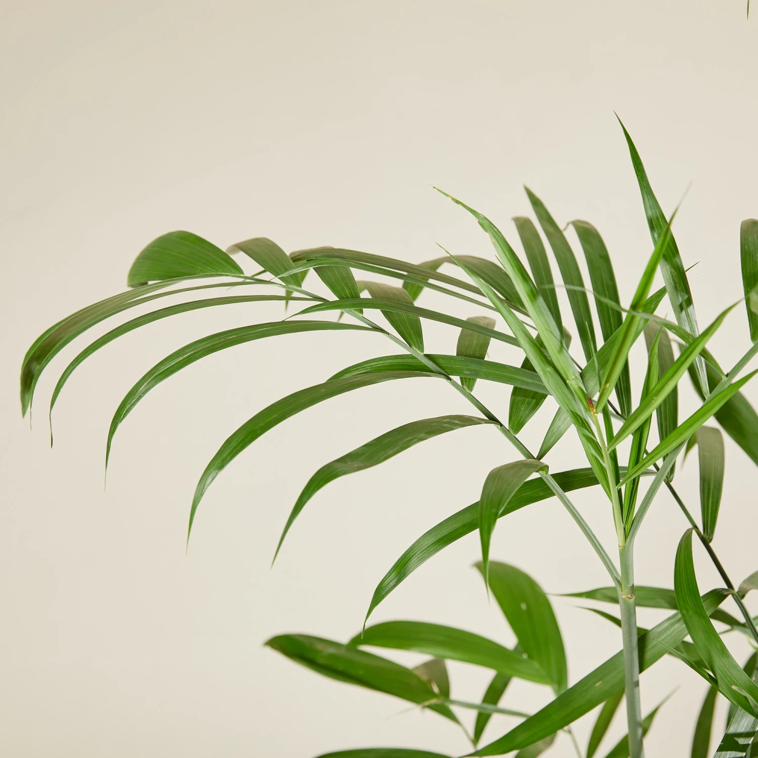 Chamaedorea Seifrizii 4 Chamaedorea Seifrizii - Image 4