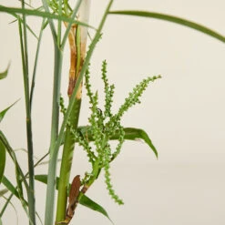 Chamaedorea Seifrizii 10 Chamaedorea Seifrizii -The Palm Centre Store CSE 6138b9840ee55