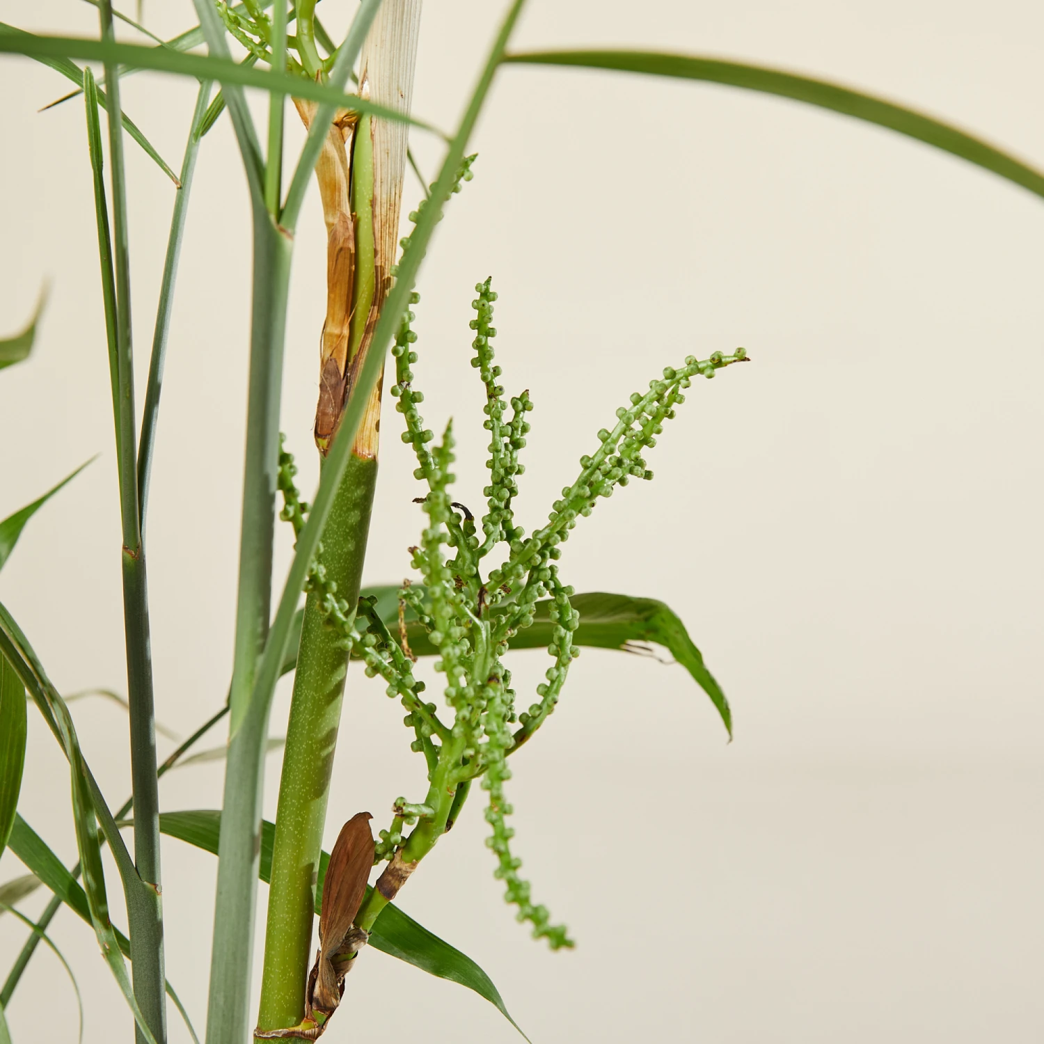 Chamaedorea Seifrizii 5 Chamaedorea Seifrizii - Image 5