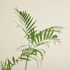 Chamaedorea Seifrizii 11 Chamaedorea Seifrizii -The Palm Centre Store CSE 6138b987322a9