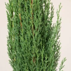 Cupressus Sempervirens -The Palm Centre Store CSP 10 1 1 scaled 1