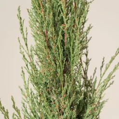 Cupressus Sempervirens -The Palm Centre Store CSP 7 1 scaled 1