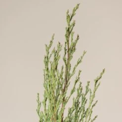 Cupressus Sempervirens -The Palm Centre Store CSP 8 scaled 1