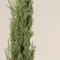 Cupressus Sempervirens -The Palm Centre Store CSP 9 scaled 1