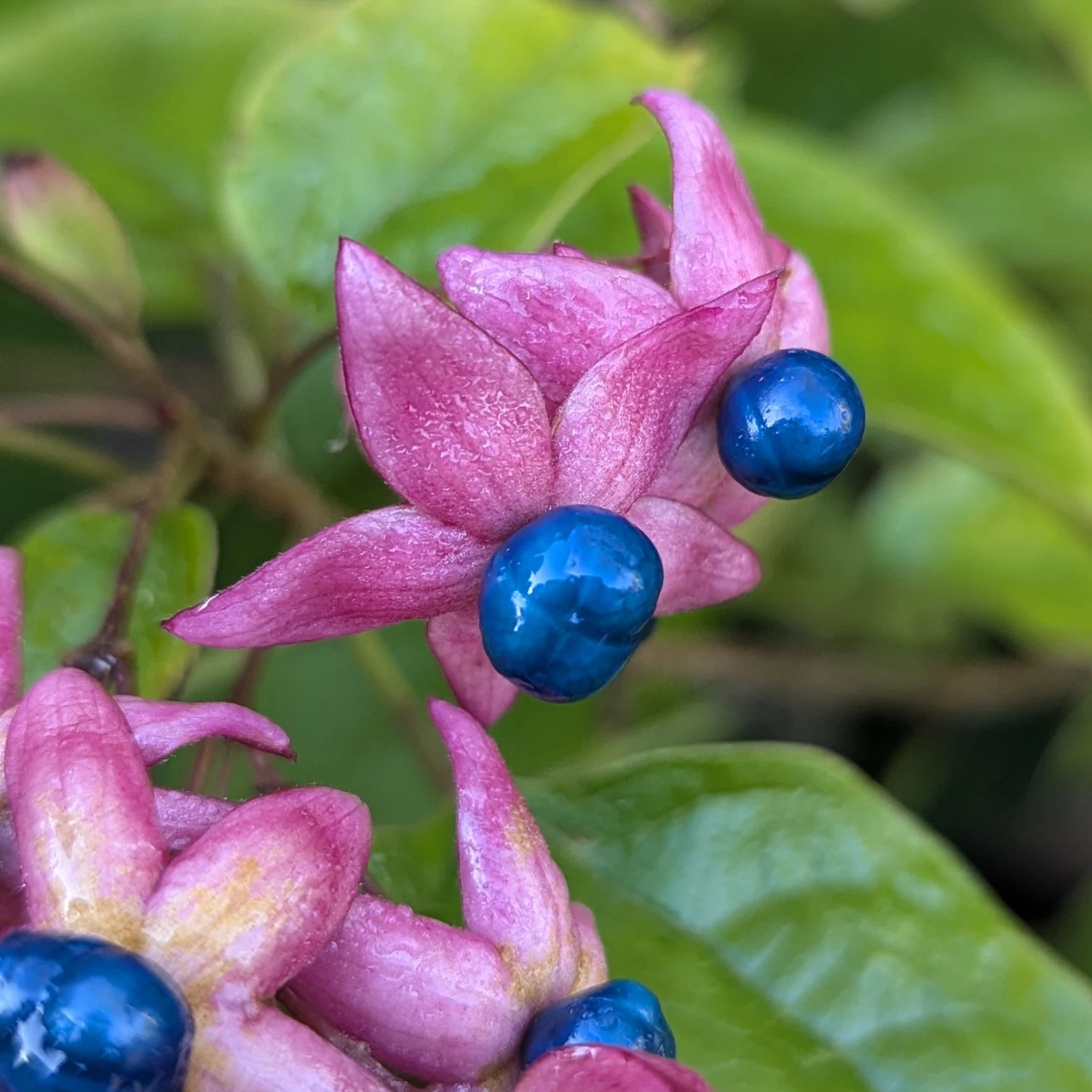 Clerodendrum Trichotomum ‘Fargesii’ 3 Clerodendrum Trichotomum ‘Fargesii’ - Image 3