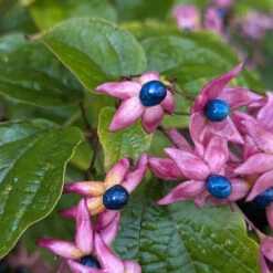 Clerodendrum Trichotomum ‘Fargesii’ 13 Clerodendrum Trichotomum ‘Fargesii’ -The Palm Centre Store CTF 623a217f4fa31