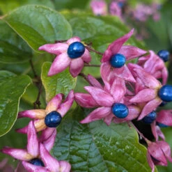 Clerodendrum Trichotomum ‘Fargesii’ 14 Clerodendrum Trichotomum ‘Fargesii’ -The Palm Centre Store CTF 623a2181332c1