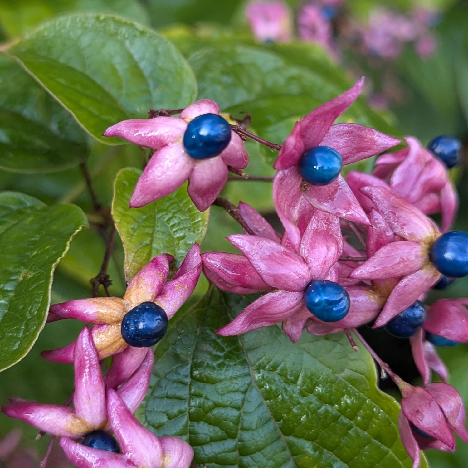 Clerodendrum Trichotomum ‘Fargesii’ 5 Clerodendrum Trichotomum ‘Fargesii’ - Image 5