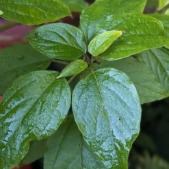 Clerodendrum Trichotomum ‘Fargesii’ 15 Clerodendrum Trichotomum ‘Fargesii’ -The Palm Centre Store CTF 623a218325cb6