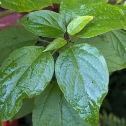 Clerodendrum Trichotomum ‘Fargesii’ 16 Clerodendrum Trichotomum ‘Fargesii’ -The Palm Centre Store CTF 623a21851c091