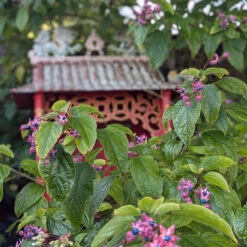 Clerodendrum Trichotomum ‘Fargesii’ 17 Clerodendrum Trichotomum ‘Fargesii’ -The Palm Centre Store CTF 623a2187261e9