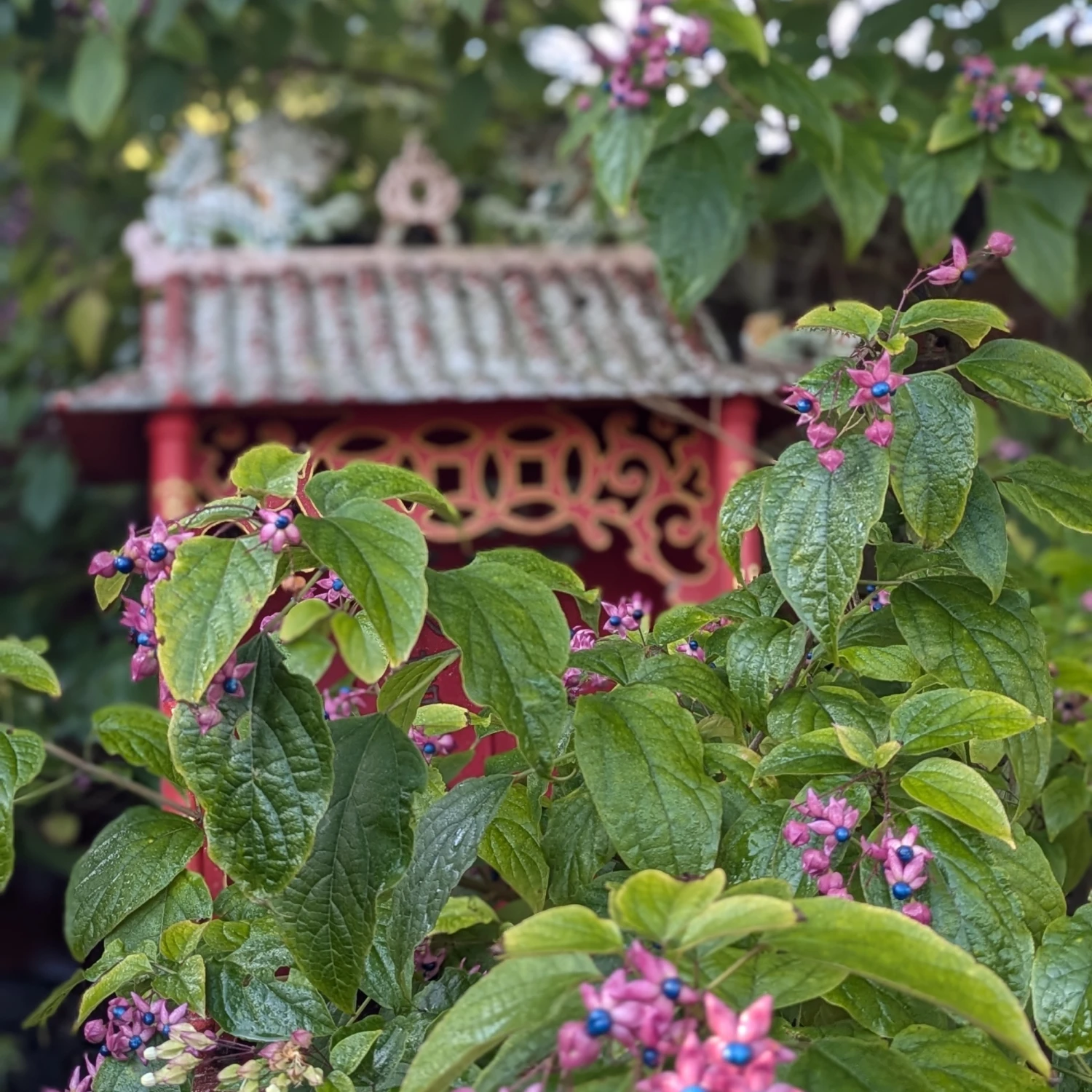 Clerodendrum Trichotomum ‘Fargesii’ 8 Clerodendrum Trichotomum ‘Fargesii’ - Image 8