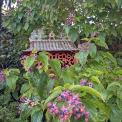 Clerodendrum Trichotomum ‘Fargesii’ 18 Clerodendrum Trichotomum ‘Fargesii’ -The Palm Centre Store CTF 623a21895b9b3