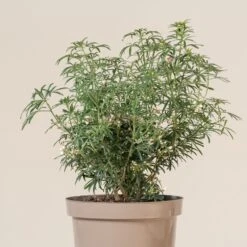 Choisya ‘White Dazzler’ -The Palm Centre Store CTW 10 5 scaled 1