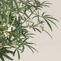 Choisya ‘White Dazzler’ -The Palm Centre Store CTW 10 8 scaled 1