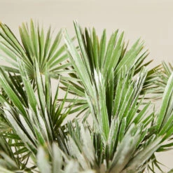 Chamaerops Humilis ‘Vigo’ -The Palm Centre Store CUV 6138b7be877e4