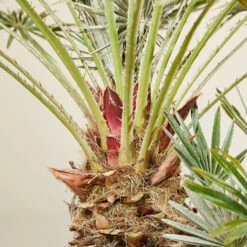 Chamaerops Humilis ‘Vigo’ -The Palm Centre Store CUV 6138b7c2fccd6