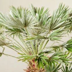 Chamaerops Humilis ‘Vigo’ -The Palm Centre Store CUV 6138b7c9f2f99