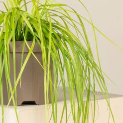 Carex Oshimensis ‘Everillo’ -The Palm Centre Store CVL 2 1 2