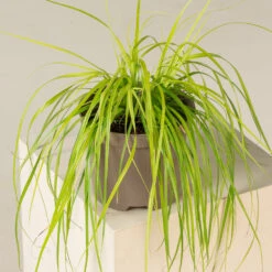Carex Oshimensis ‘Everillo’ -The Palm Centre Store CVL 2 3 2
