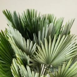 Chamaerops Humilis ‘Vulcano’ 10 Chamaerops Humilis ‘Vulcano’ -The Palm Centre Store CVU 90 1 scaled 1