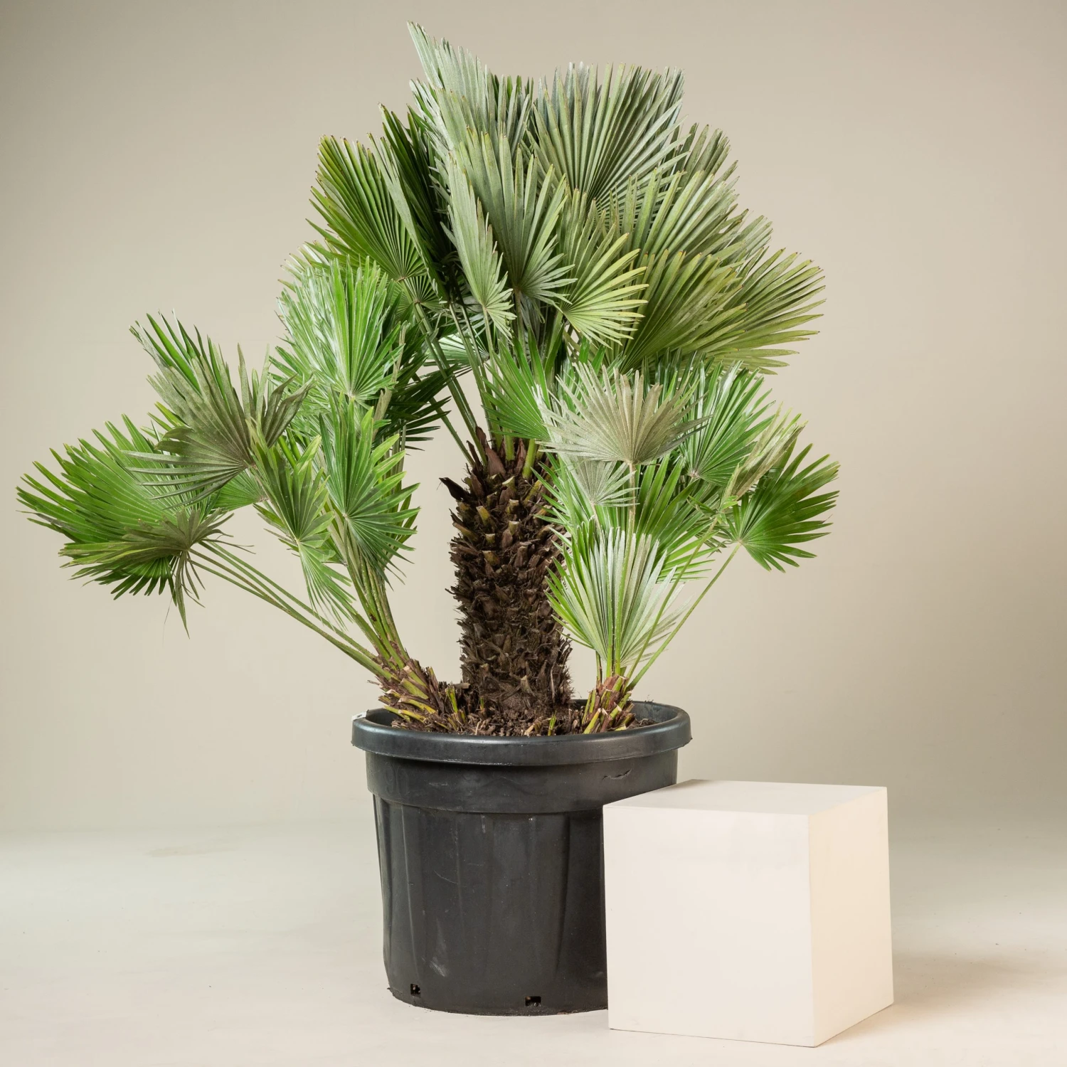 Chamaerops Humilis ‘Vulcano’ 1 Chamaerops Humilis ‘Vulcano’