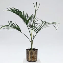 Chamaedorea Radicalis -The Palm Centre Store C 18833 606e477705be8 1