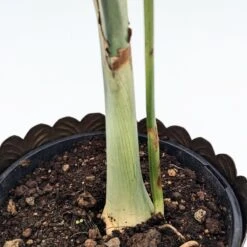 Chamaedorea Radicalis -The Palm Centre Store C 18833 606e48379a11d 1