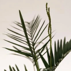 The Palm Centre Store -The Palm Centre Store C 18833 606e48782b969