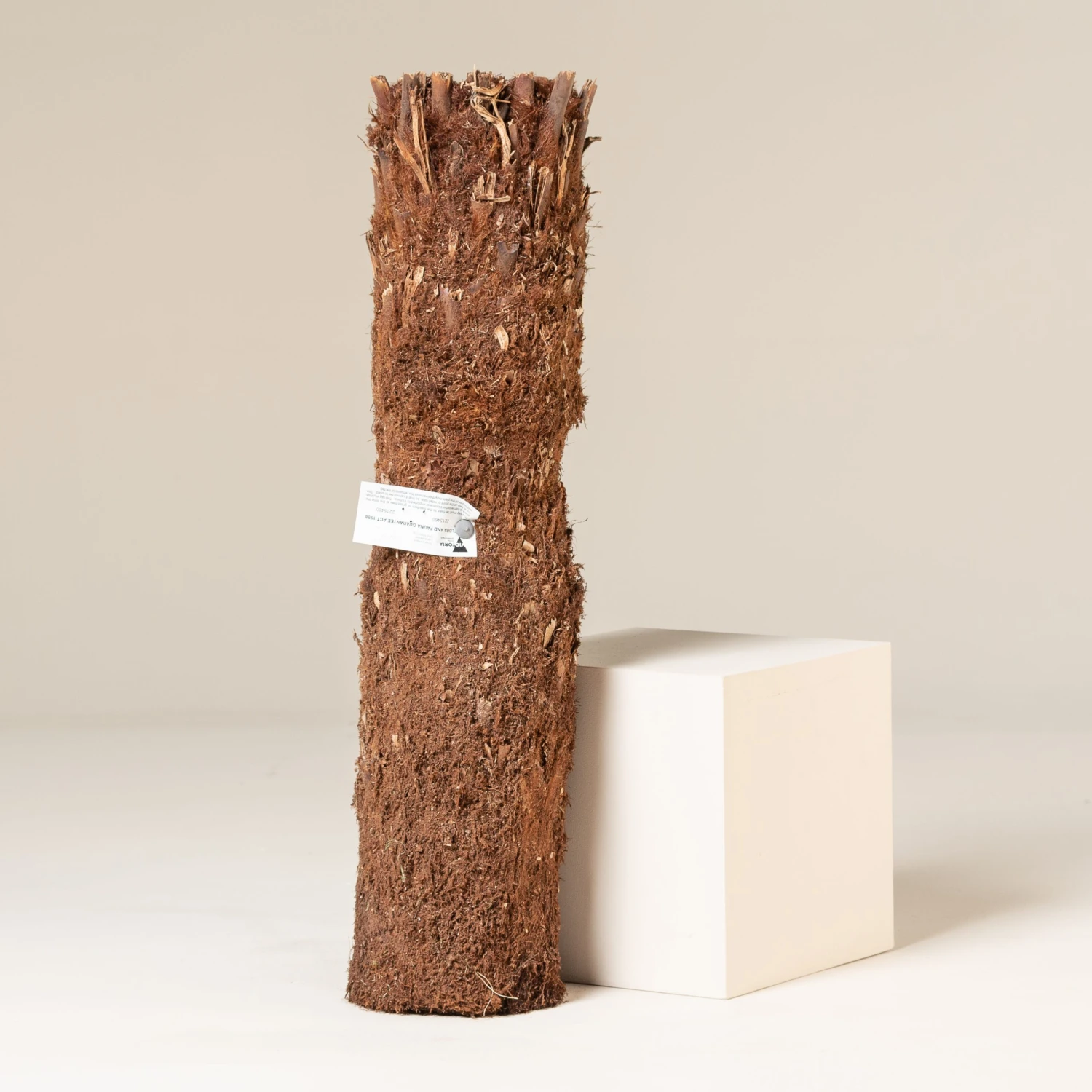 Dicksonia Antarctica (medium Size Trunk) 2 Dicksonia Antarctica (medium Size Trunk) - Image 2