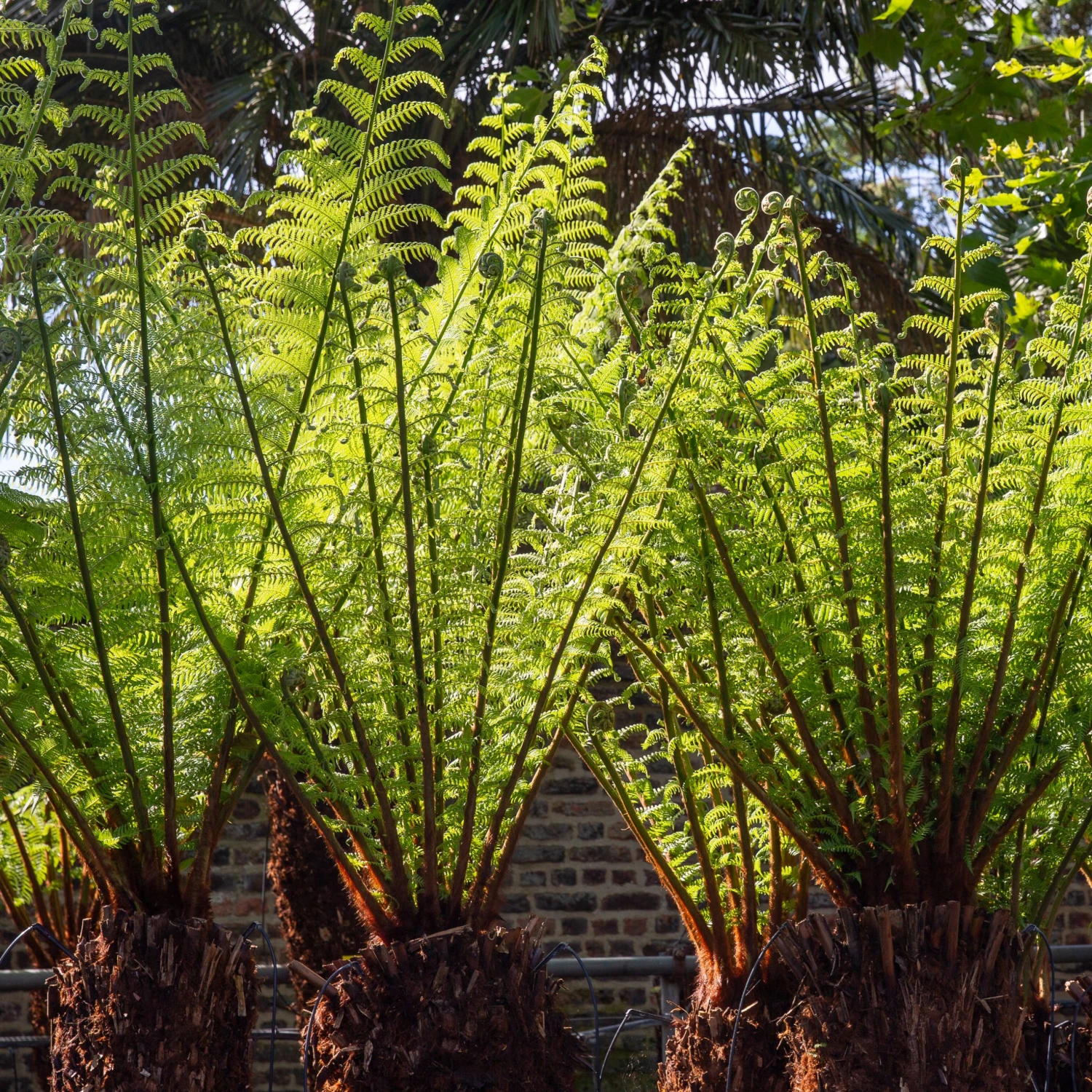 Dicksonia Antarctica (medium Size Trunk) 5 Dicksonia Antarctica (medium Size Trunk) - Image 5