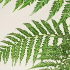 Dicksonia Antarctica (Juvenile) -The Palm Centre Store DAN 3 2 scaled 1