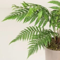 Dicksonia Antarctica (Juvenile) -The Palm Centre Store DAN 4 2 scaled 1