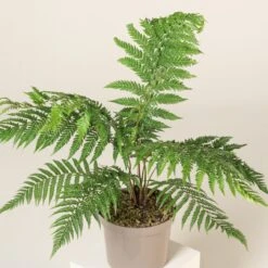 Dicksonia Antarctica (Juvenile) -The Palm Centre Store DAN 5 2 scaled 1