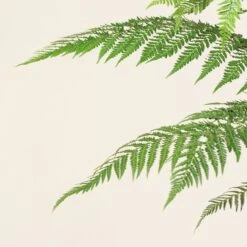 Dicksonia Antarctica (Juvenile) -The Palm Centre Store DAN 6 scaled 1