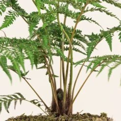 Dicksonia Antarctica (Juvenile) -The Palm Centre Store DAN 7 scaled 1