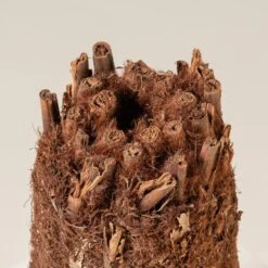 Dicksonia Antarctica (medium Size Trunk) 14 Dicksonia Antarctica (medium Size Trunk) -The Palm Centre Store DAN S 3 scaled 1