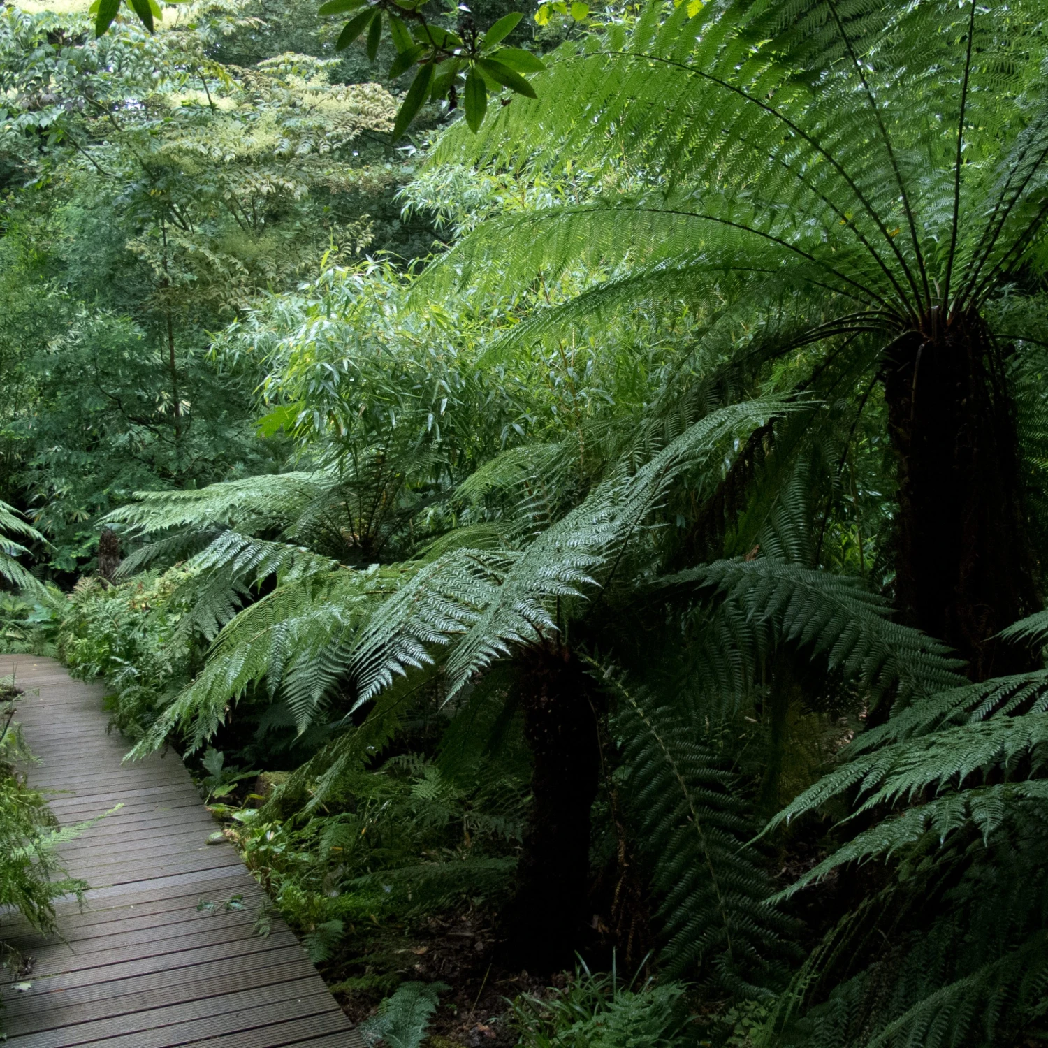 Dicksonia Antarctica (medium Size Trunk) 8 Dicksonia Antarctica (medium Size Trunk) - Image 8