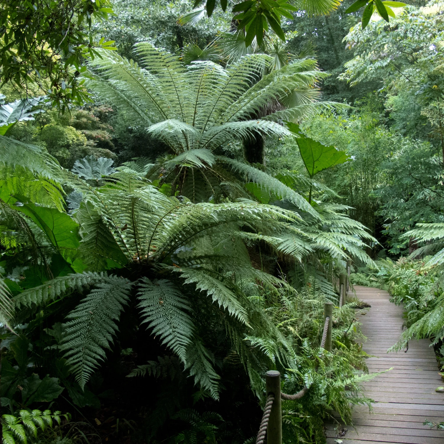 Dicksonia Antarctica (medium Size Trunk) 3 Dicksonia Antarctica (medium Size Trunk) - Image 3